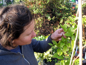 Plant ID in action
